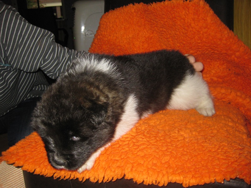 Puppies